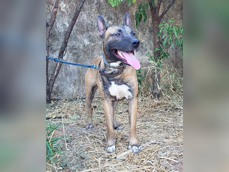 CHINO ❤️ sportlicher, liebevoller Malinois-Mix