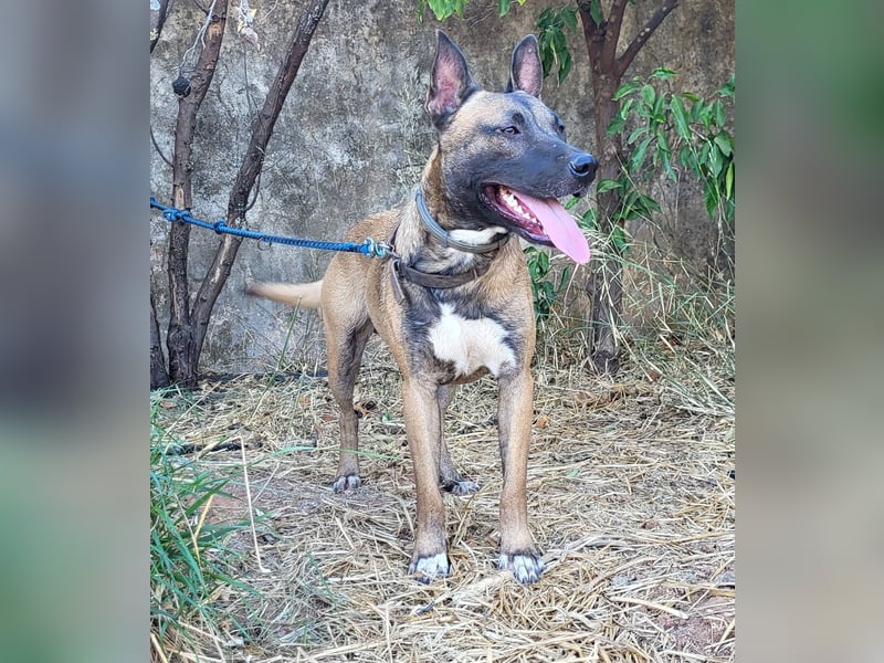 CHINO ❤️ sportlicher, liebevoller Malinois-Mix