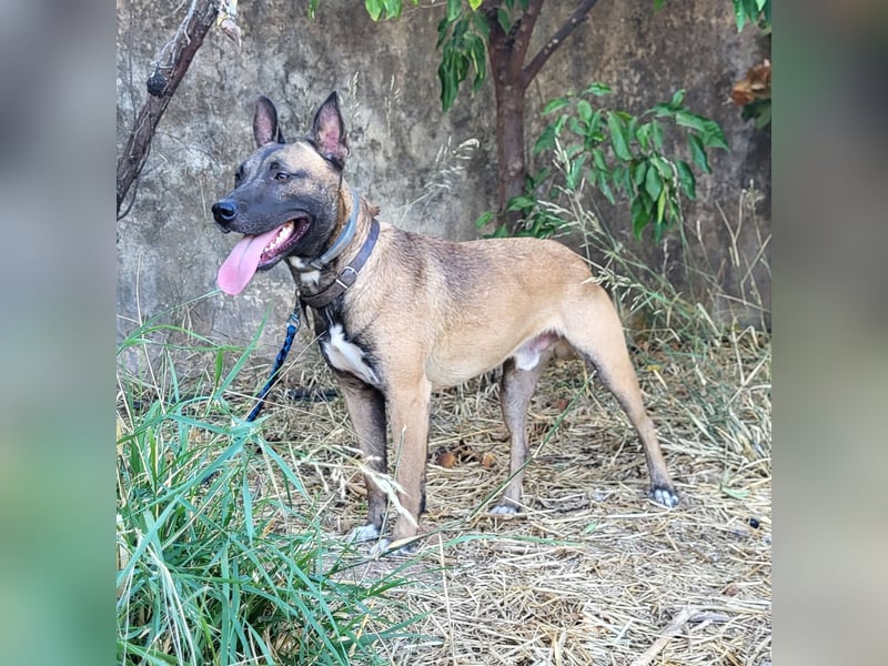 CHINO ❤️ sportlicher, liebevoller Malinois-Mix