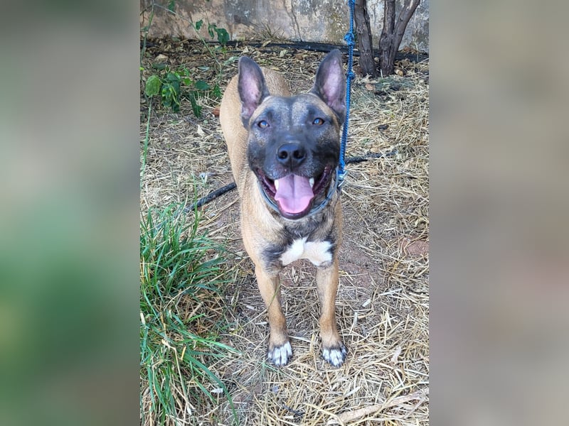 CHINO ❤️ sportlicher, liebevoller Malinois-Mix