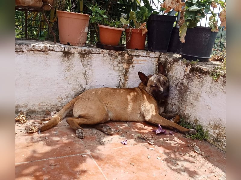 CHINO ❤️ sportlicher, liebevoller Malinois-Mix