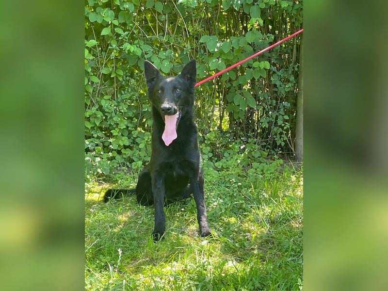 Ronja und Jessie - Malinois-Mix Hündinnen