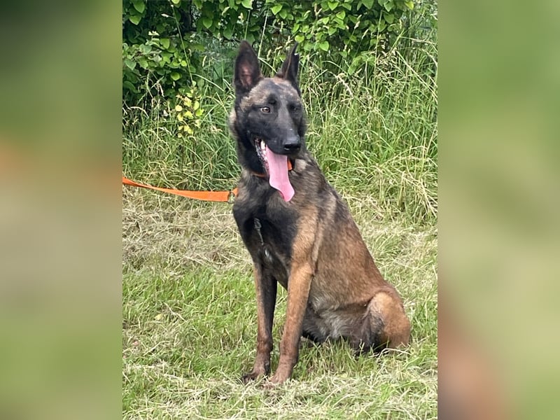 Ronja und Jessie - Malinois-Mix Hündinnen