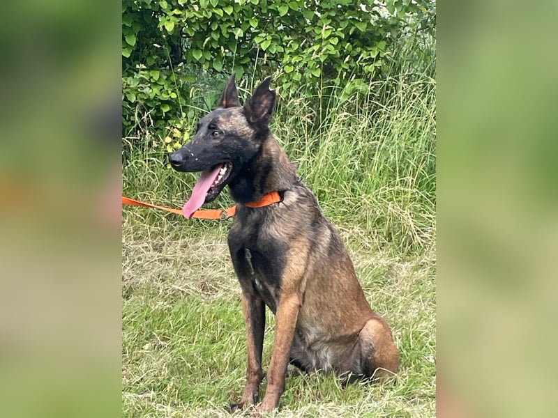 Ronja und Jessie - Malinois-Mix Hündinnen
