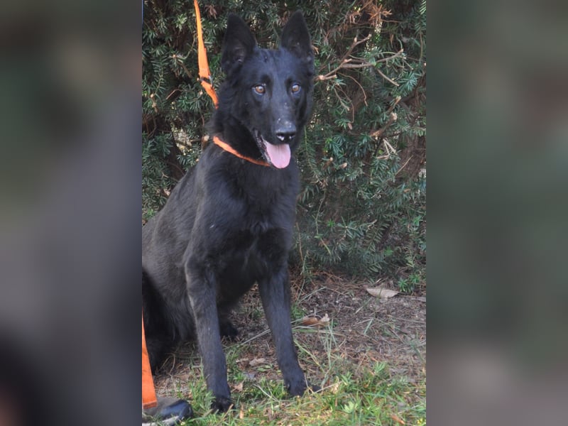 Ronja und Jessie - Malinois-Mix Hündinnen