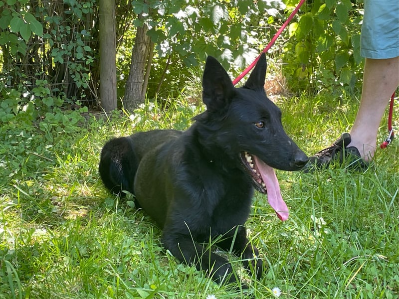 Ronja und Jessie - Malinois-Mix Hündinnen
