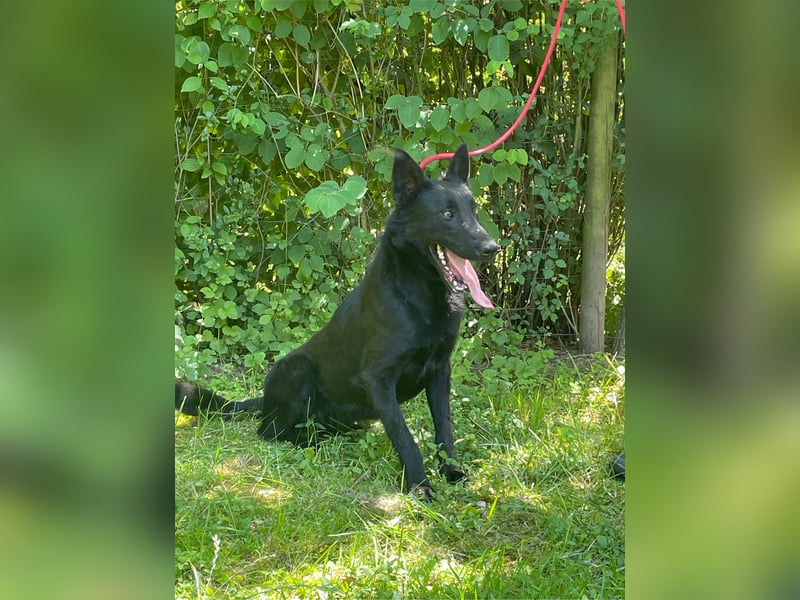 Ronja und Jessie - Malinois-Mix Hündinnen