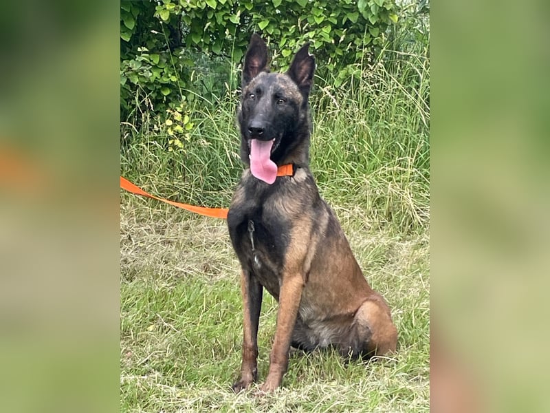 Ronja und Jessie - Malinois-Mix Hündinnen