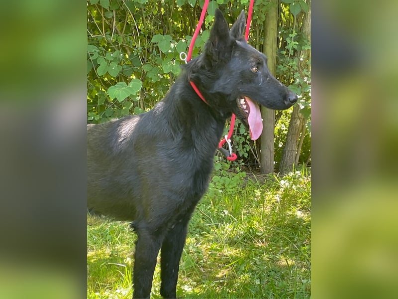Ronja und Jessie - Malinois-Mix Hündinnen