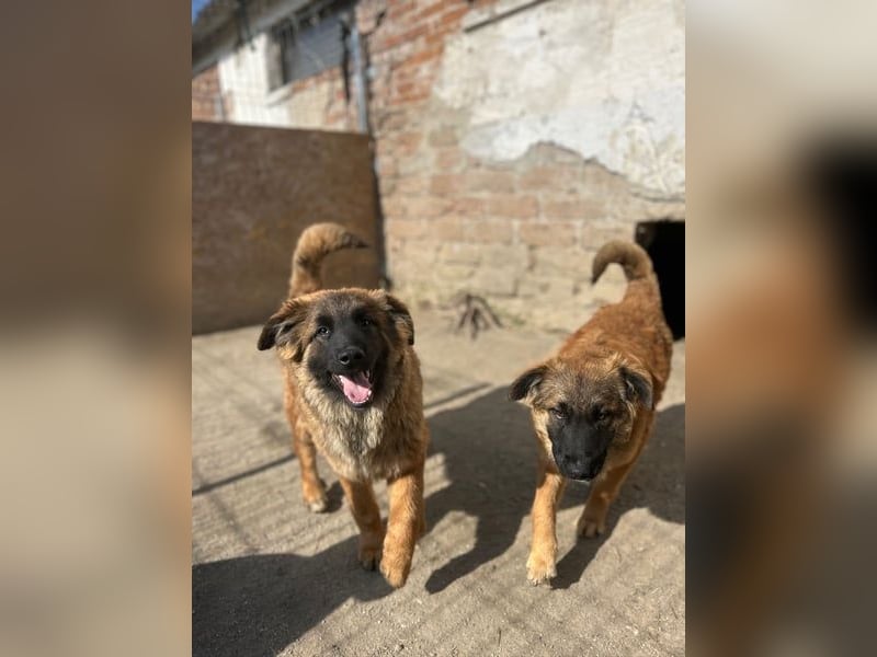 TET, aktiver Jungspund, 9 Monate, 56 cm, Malinois-Mischling, Tierschutz Rumänien