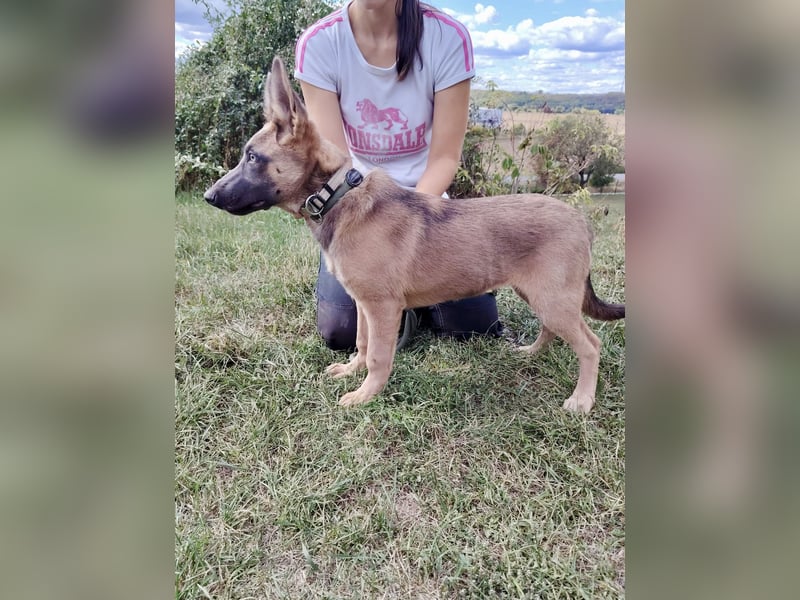 Fröhliches Malinois Mix Mädchen, 3,5Mon., sucht ihr liebevolles Zuhause