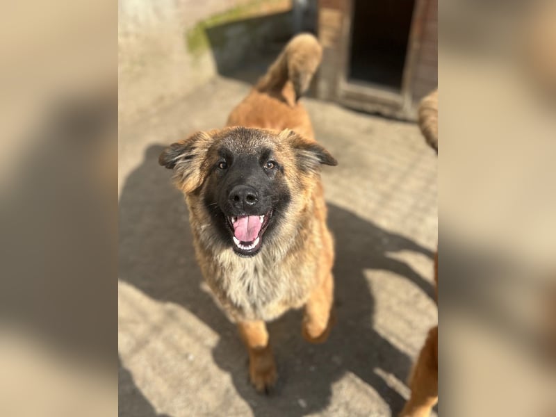 TET, aktiver Jungspund, 9 Monate, 56 cm, Malinois-Mischling, Tierschutz Rumänien