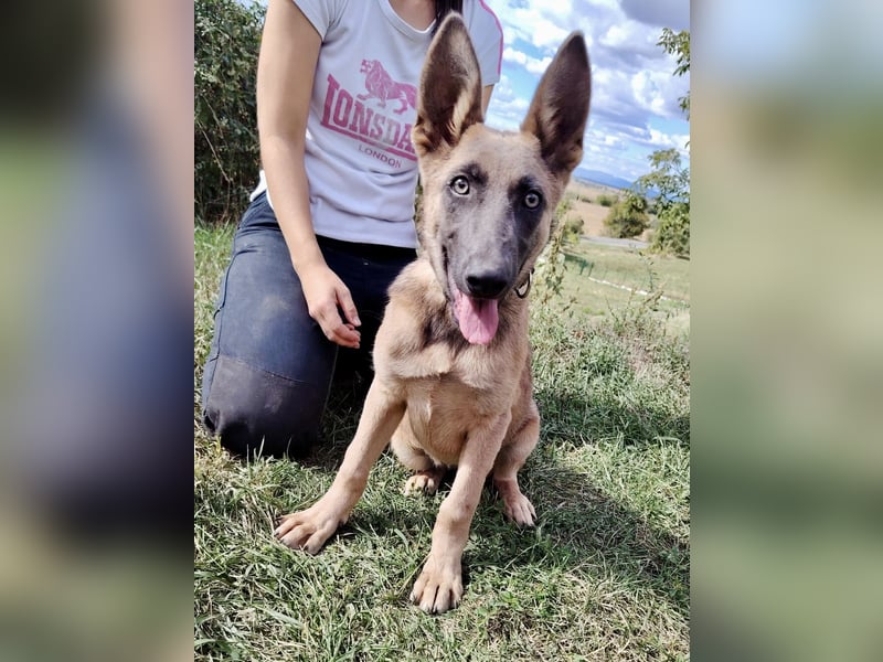 Fröhliches Malinois Mix Mädchen, 3,5Mon., sucht ihr liebevolles Zuhause