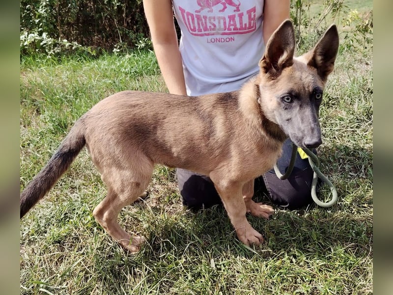 Fröhliches Malinois Mix Mädchen, 3,5Mon., sucht ihr liebevolles Zuhause