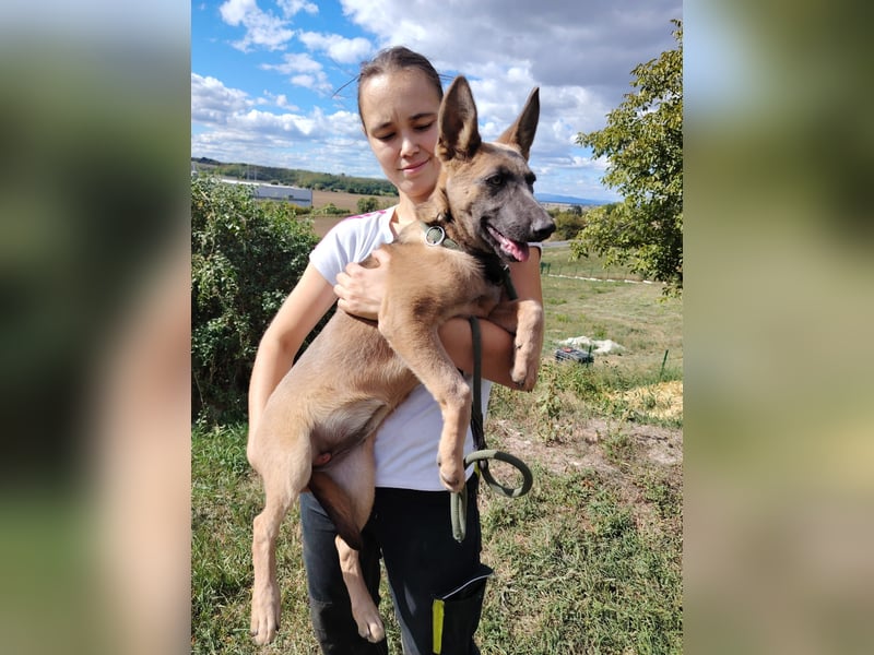 Fröhliches Malinois Mix Mädchen, 3,5Mon., sucht ihr liebevolles Zuhause