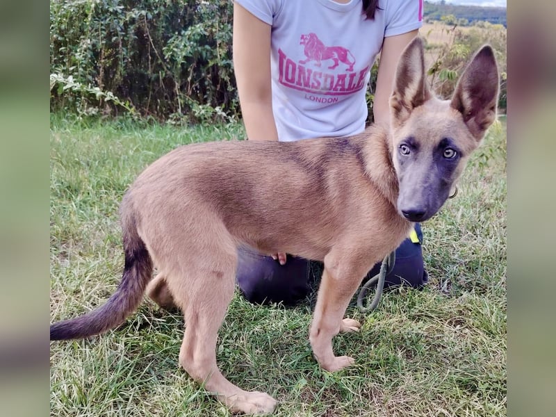Fröhliches Malinois Mix Mädchen, 3,5Mon., sucht ihr liebevolles Zuhause