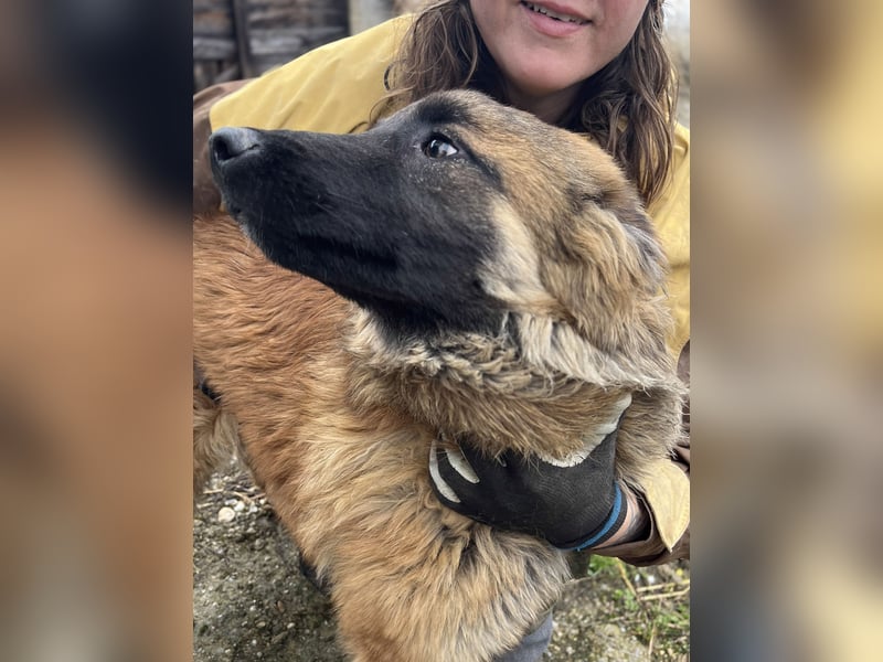 TET, aktiver Jungspund, 9 Monate, 56 cm, Malinois-Mischling, Tierschutz Rumänien