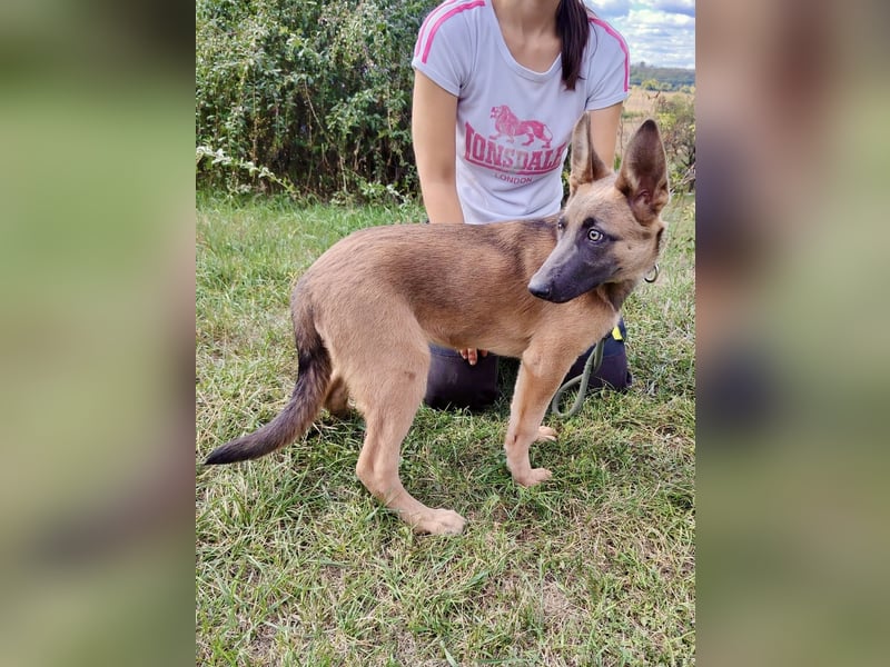Fröhliches Malinois Mix Mädchen, 3,5Mon., sucht ihr liebevolles Zuhause