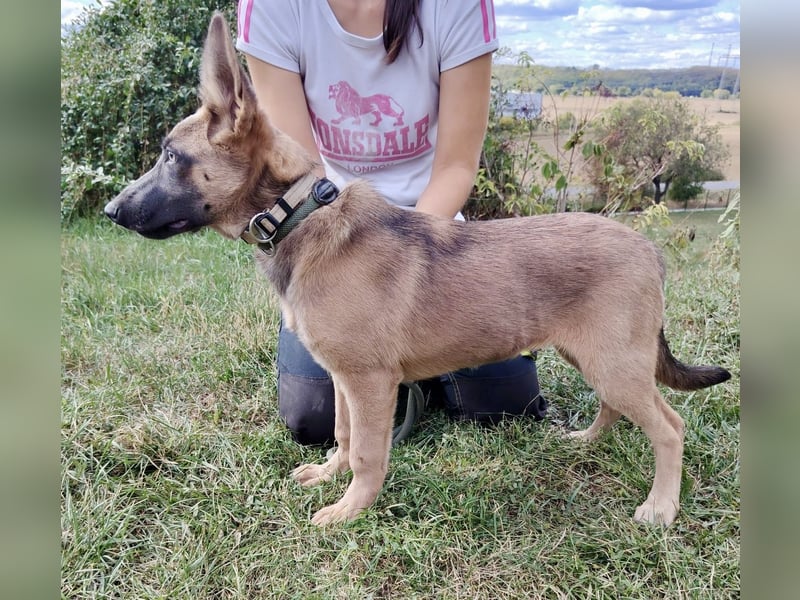 Fröhliches Malinois Mix Mädchen, 3,5Mon., sucht ihr liebevolles Zuhause