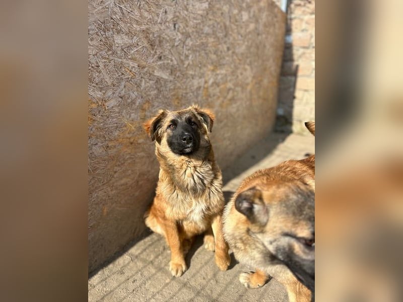 TET, aktiver Jungspund, 9 Monate, 56 cm, Malinois-Mischling, Tierschutz Rumänien