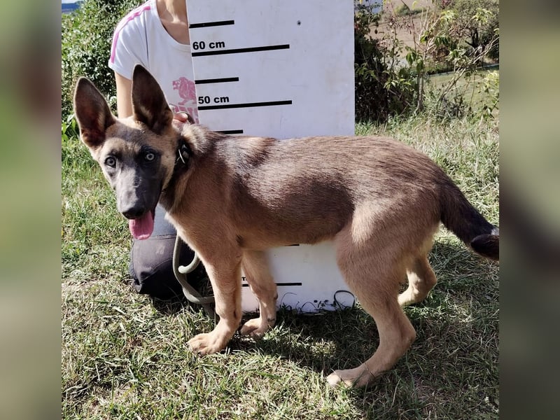 Fröhliches Malinois Mix Mädchen, 3,5Mon., sucht ihr liebevolles Zuhause