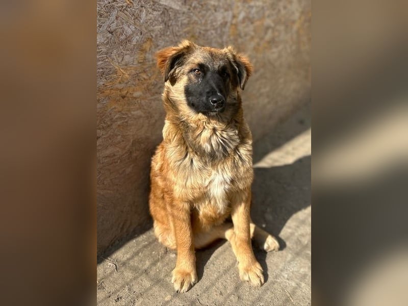 TET, aktiver Jungspund, 9 Monate, 56 cm, Malinois-Mischling, Tierschutz Rumänien