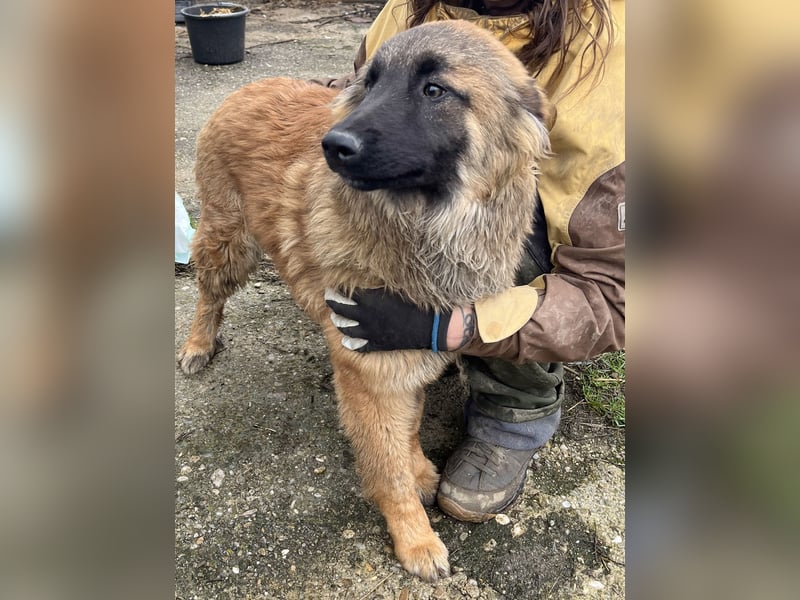 TET, aktiver Jungspund, 9 Monate, 56 cm, Malinois-Mischling, Tierschutz Rumänien