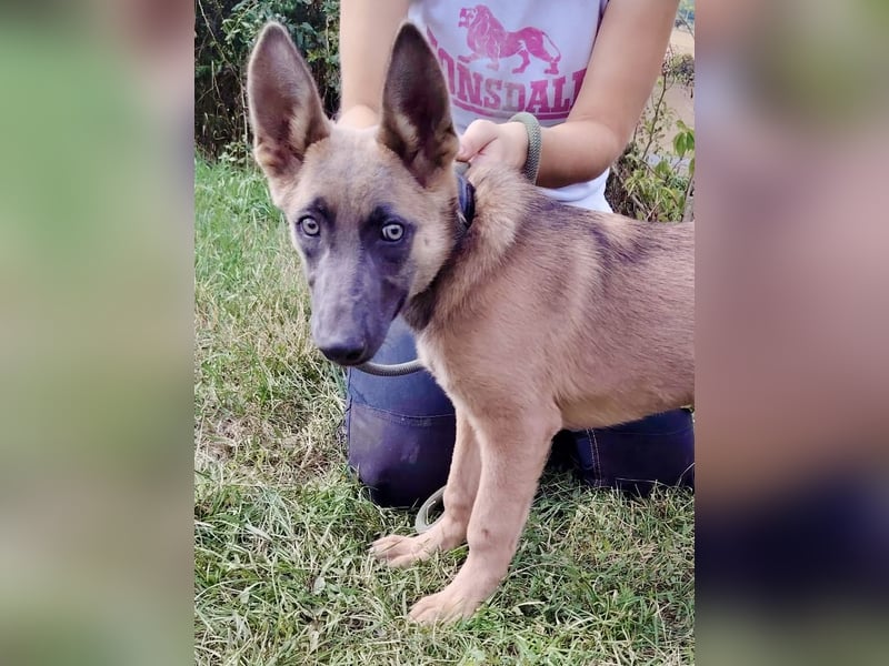 Fröhliches Malinois Mix Mädchen, 3,5Mon., sucht ihr liebevolles Zuhause