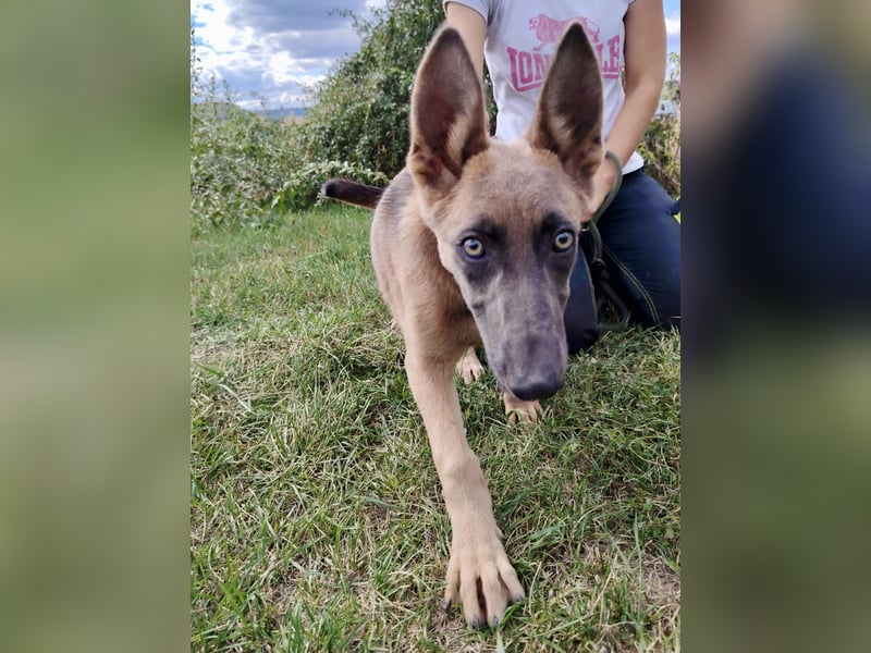 Fröhliches Malinois Mix Mädchen, 3,5Mon., sucht ihr liebevolles Zuhause