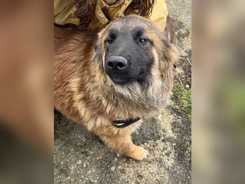 TET, aktiver Jungspund, 9 Monate, 56 cm, Malinois-Mischling, Tierschutz Rumänien