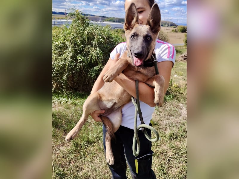 Fröhliches Malinois Mix Mädchen, 3,5Mon., sucht ihr liebevolles Zuhause