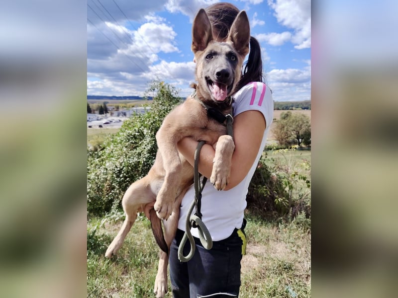 Fröhliches Malinois Mix Mädchen, 3,5Mon., sucht ihr liebevolles Zuhause