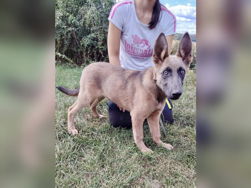 Fröhliches Malinois Mix Mädchen, 3,5Mon., sucht ihr liebevolles Zuhause