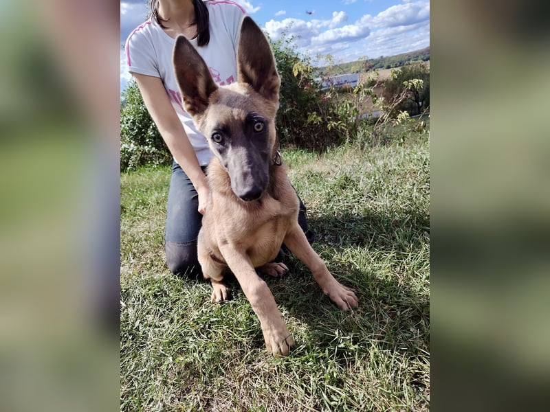 Fröhliches Malinois Mix Mädchen, 3,5Mon., sucht ihr liebevolles Zuhause