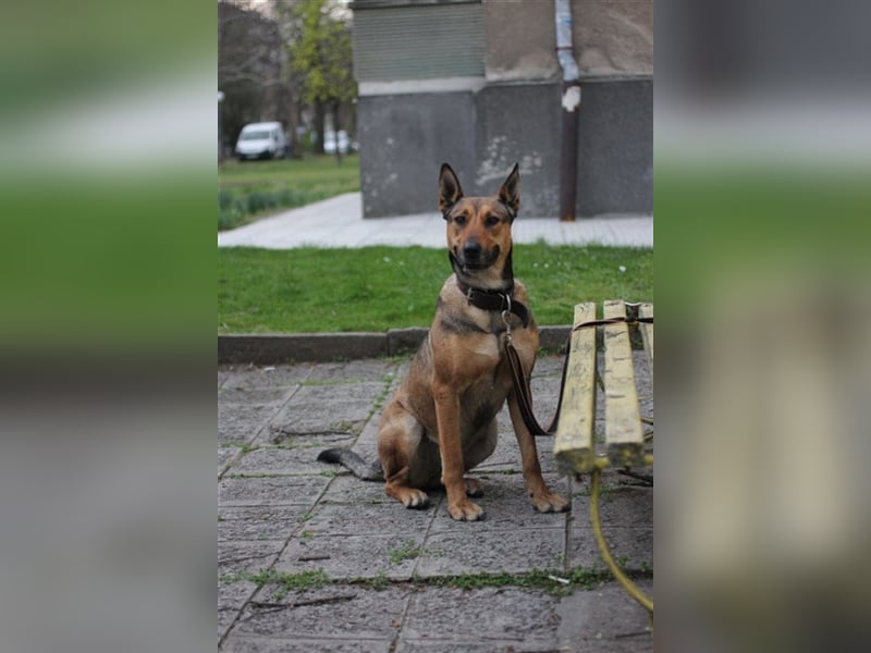 Malinoix Mix Angie lebt bei einer Tierärztin in Bulgarien