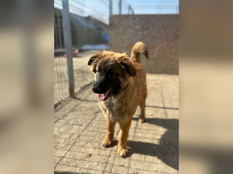 TET, aktiver Jungspund, 9 Monate, 56 cm, Malinois-Mischling, Tierschutz Rumänien