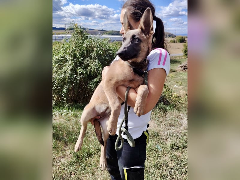 Fröhliches Malinois Mix Mädchen, 3,5Mon., sucht ihr liebevolles Zuhause