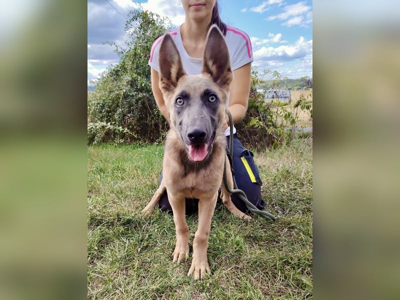Fröhliches Malinois Mix Mädchen, 3,5Mon., sucht ihr liebevolles Zuhause