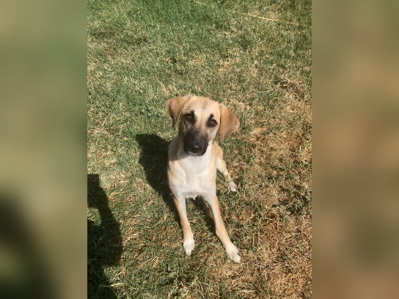 Nala - Liebevoll und Sportlich