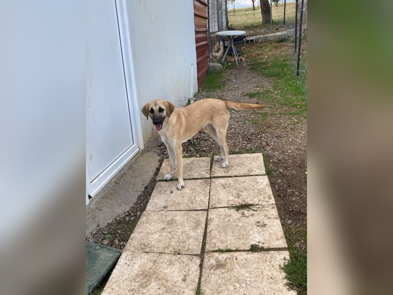 Nala - Liebevoll und Sportlich
