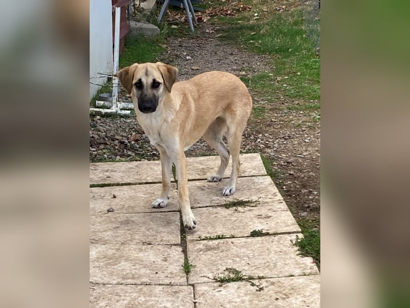 Nala - Liebevoll und Sportlich