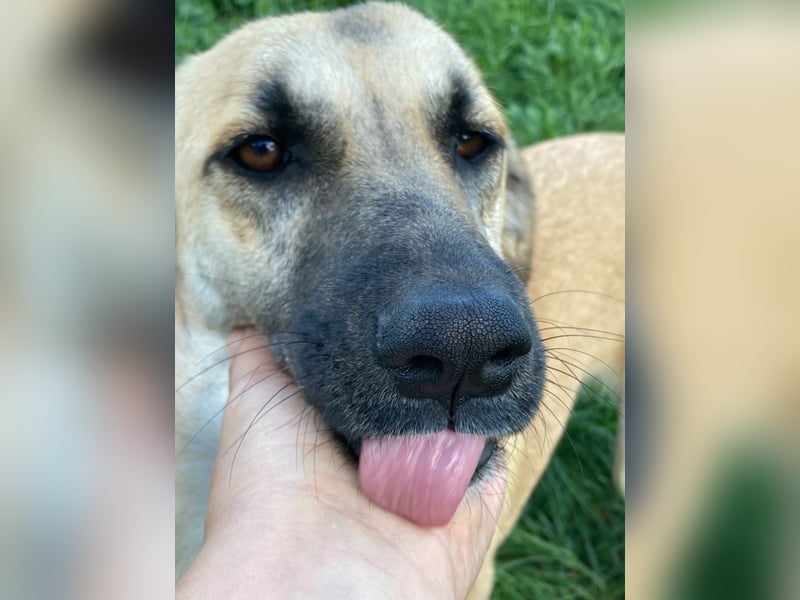 Nala - Liebevoll und Sportlich