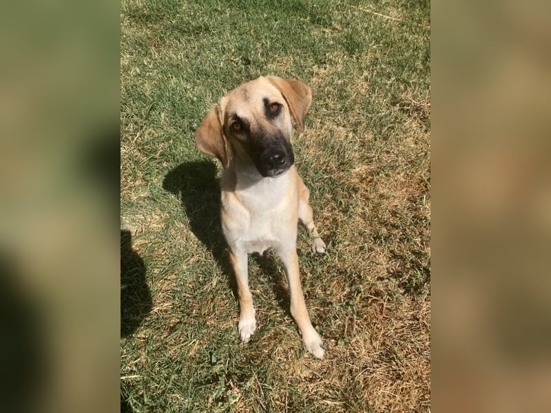 Nala - Liebevoll und Sportlich