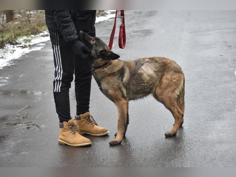 Sehr menschenbezogene Malinois-Mischlingshündin „HAZEL“, geb. 11/2022.