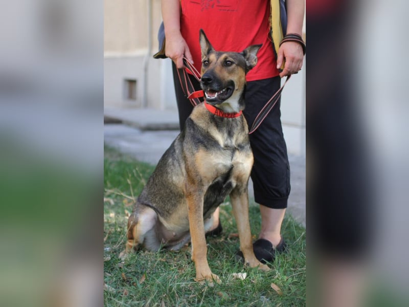 „Angie“, tolle Malinois-Mischlingshündin, sehr menschenbezogen, geb. 2021