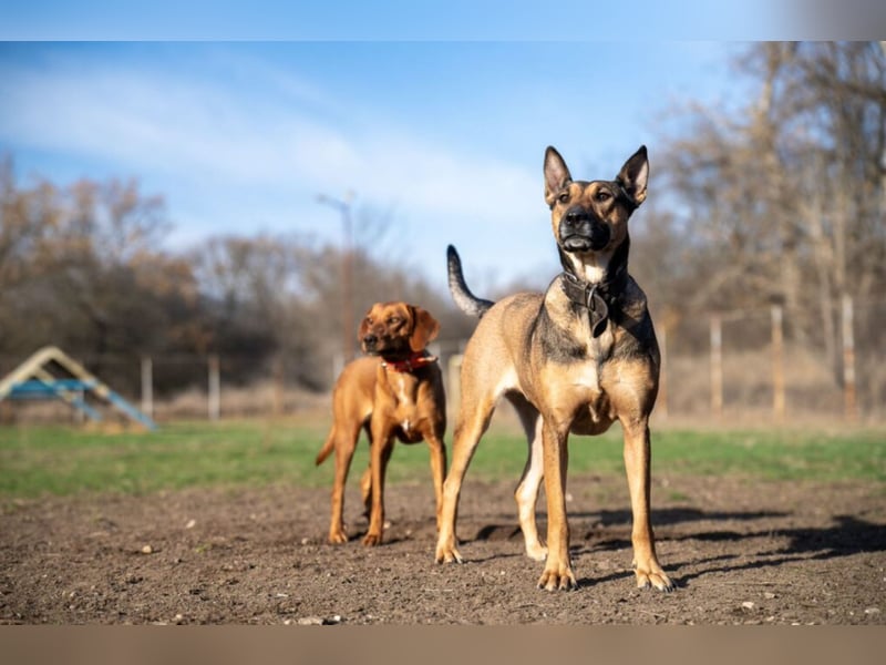 „Angie“, tolle Malinois-Mischlingshündin, sehr menschenbezogen, geb. 2021