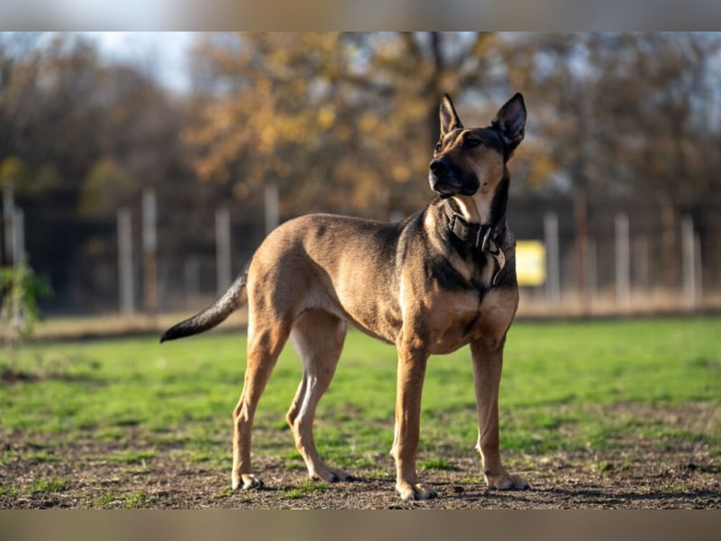 „Angie“, tolle Malinois-Mischlingshündin, sehr menschenbezogen, geb. 2021
