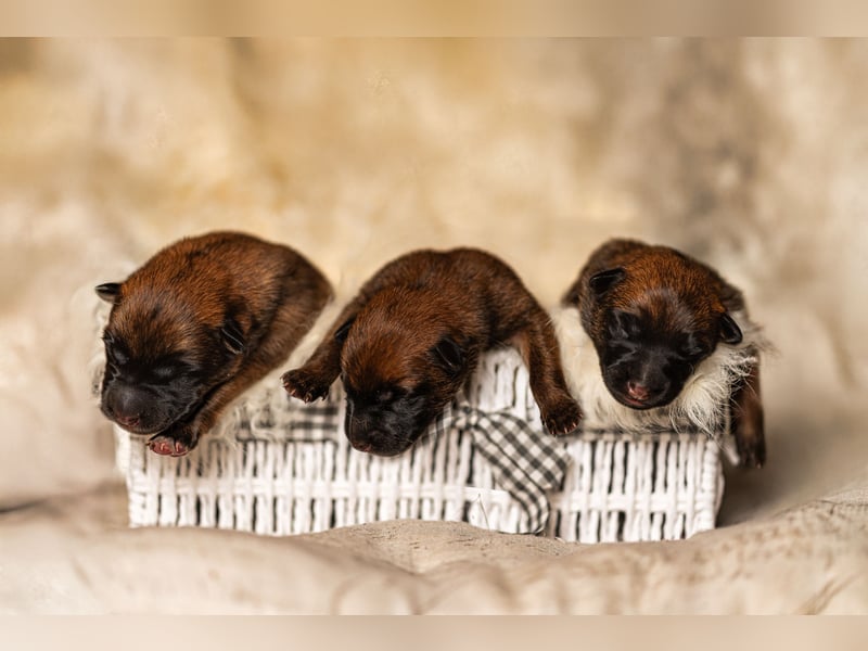 Malinois-Welpen mit Ahnentafel (FCI/VDH/BSB)