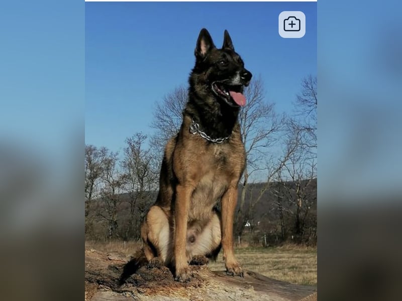 Malinois-Welpen mit Ahnentafel (FCI/VDH/BSB)