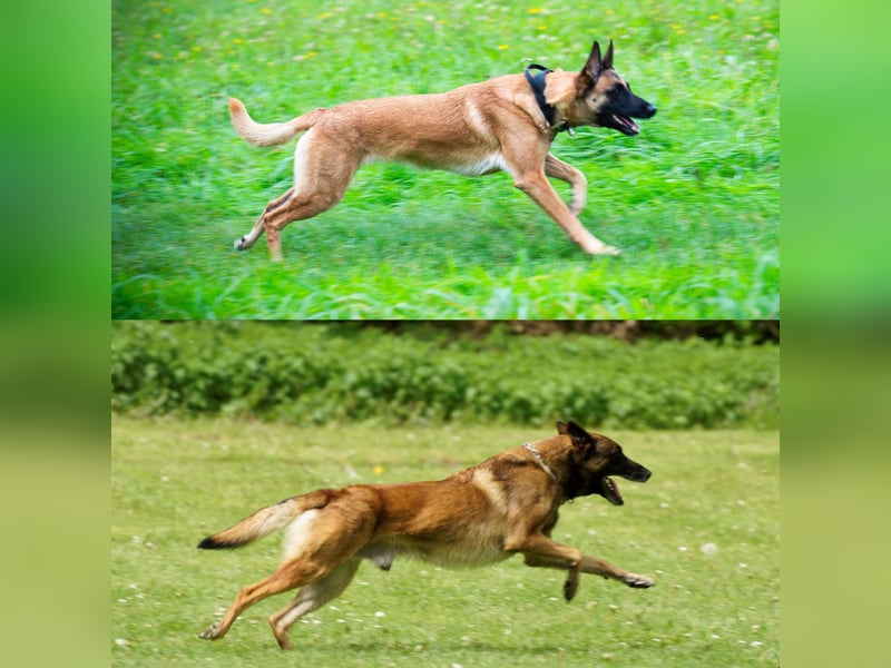 Malinois-Welpen mit Ahnentafel (FCI/VDH/BSB)